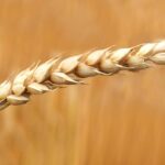wheat pexels-pixabay-158603