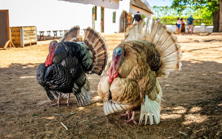 Turkey Growers Increase Flock Size