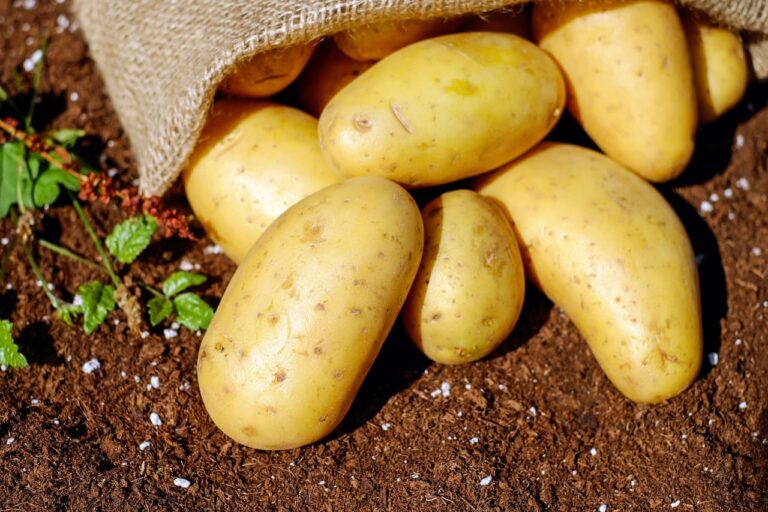 2022 Potato Production Down 3 Percent